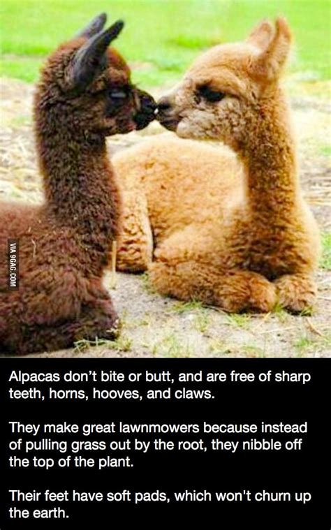 From the tiny flea to the great blue whale, each animal possesses a unique quality that makes it stand out from the rest. Interesting facts about alpacas - 9GAG