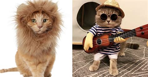 10 Cutest Cute Cats In Costumes Ready For Any Occasion