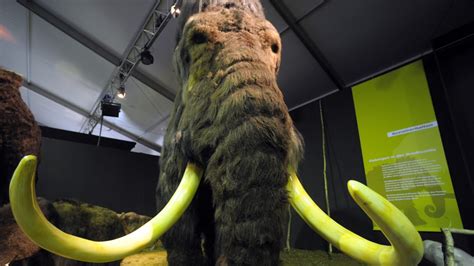 Scientists Create Meatball Consisting Of Extinct Woolly Mammoth Dna Complex