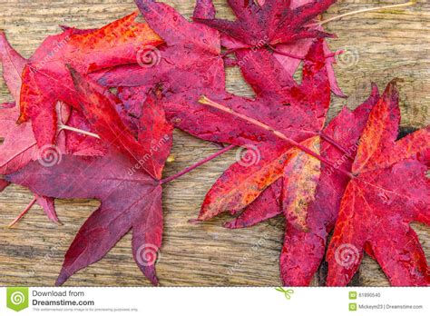 Close Up Of Red Autumn Leaves Stock Photo Image 61890540