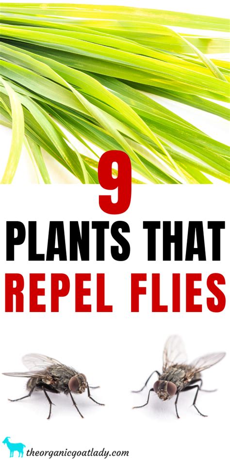 Flies Repellent Outdoor Diy Flies Repellent Insect Repellent Plants