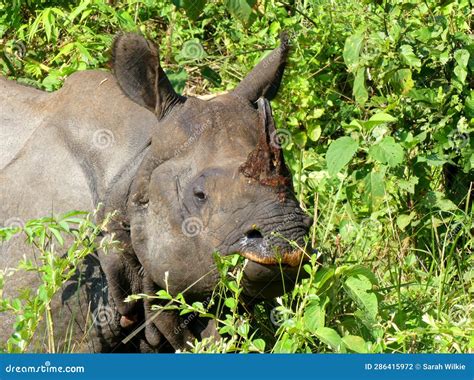 One Horned Rhino In Chitwan National Park Nepal Stock Photo Image Of
