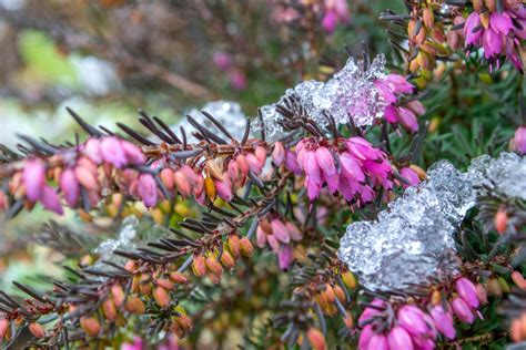 14 Winter Blooming Flowers And Shrubs For A Vibrant Winter
