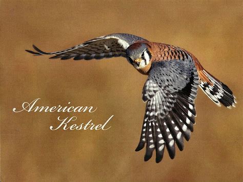 American Kestrel Bird 1 Flight Kestrel American Animal Graphy