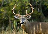 Indiana Whitetail Outfitters