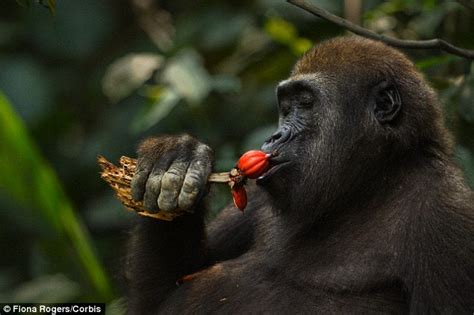 male gorillas produce tuneful calls and hum while they eat their favourite foods daily mail