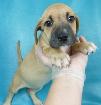 All my ads » $ 2,000. Morton Grove, IL - Boxer. Meet Adrianna a Dog for Adoption ...