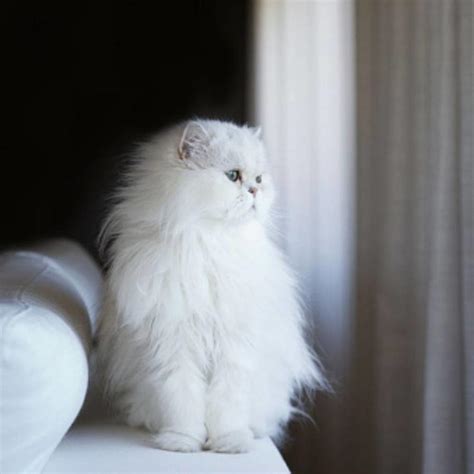تفسير حلم قطه بيضاء