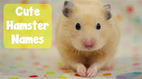 60 Hamster Name Ideas Youtube