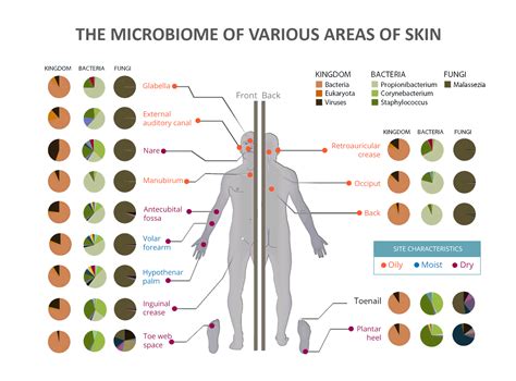 Differences In Skin Environment Across The Body Skindrone