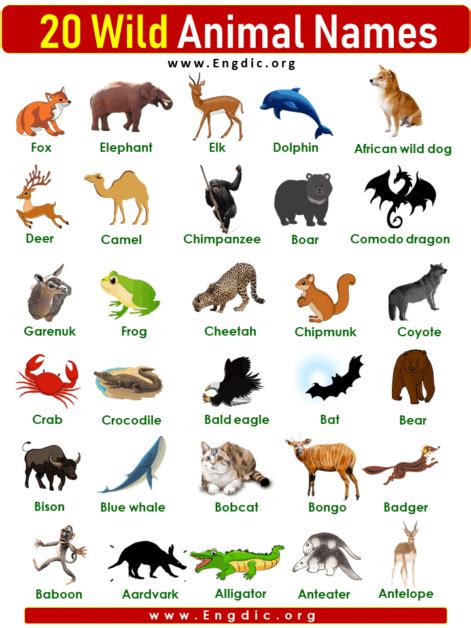 20 Wild Animals Names List With Pictures Engdic