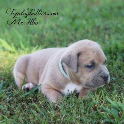 Florida pit bull dog rescue group directory. Blue Merle Pitbull Puppies For Sale Near Me