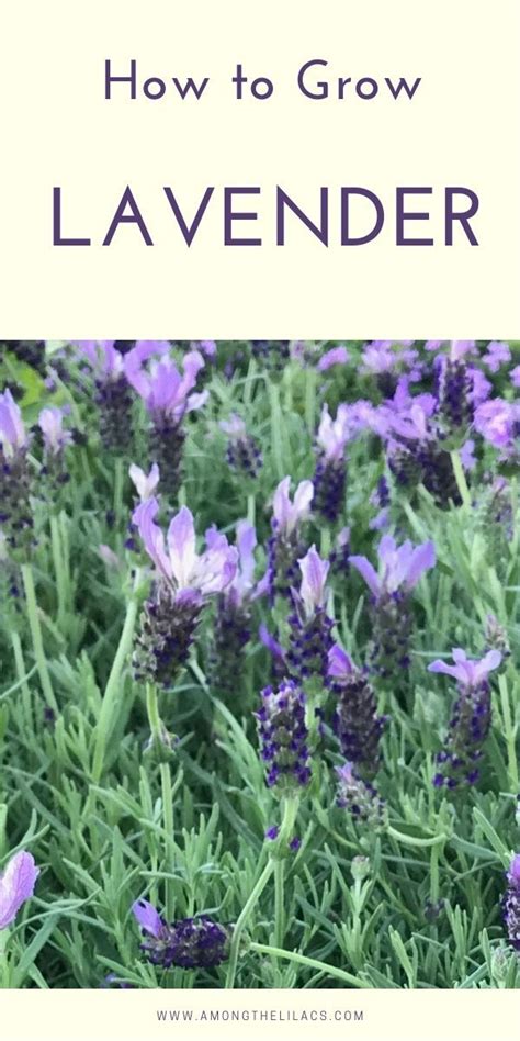 Get Simple Tips For Growing Lavender In Your Own Garden Lavender Is A
