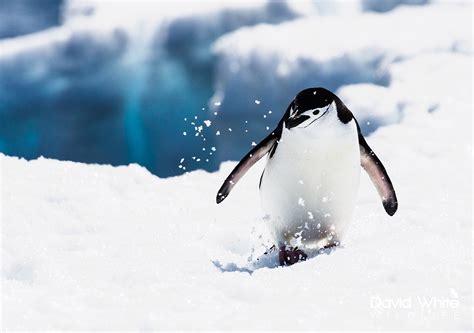 Chinstrap Penguin Walking In The Snow David White Wildlife Photography