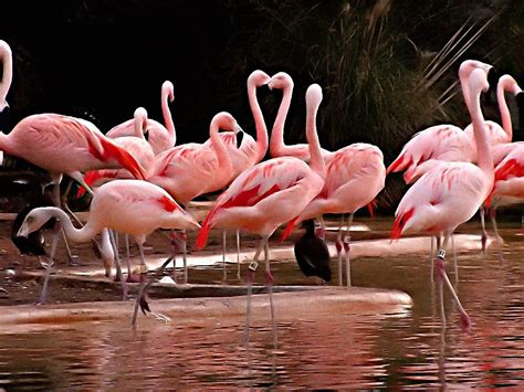 Pink Flamingos Free Photo Download Freeimages