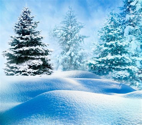 Winter Snow Covered Fir Trees On Stock Image Colourbox