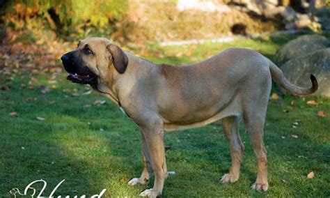 Hundetraining fila brasileiro hund tier brasilianische reihe haustier brasilianische zeile freund viralata fehler. Fila Brasileiro ⋆ Hunde