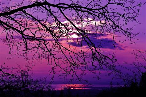 Free Download Brown Tree Purple Sky Golden Hour Golden Hour