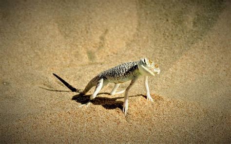 Dunes Sand Naturephotography Nature Animals Lizard Wildlife Desert