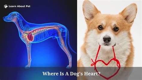 Where Is A Dogs Heart 9 Interesting Facts 2022