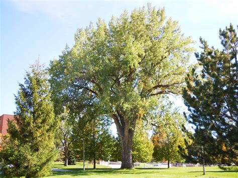 Hybrid Poplar Tree Care Plantly