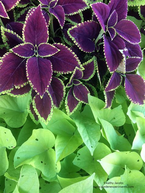 Great Color Combinations For Sweet Potato Vine