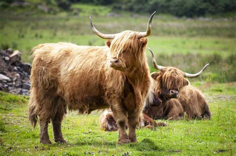 Scottish Highland Cattle A Hardy Breed Worth Raising Chickens
