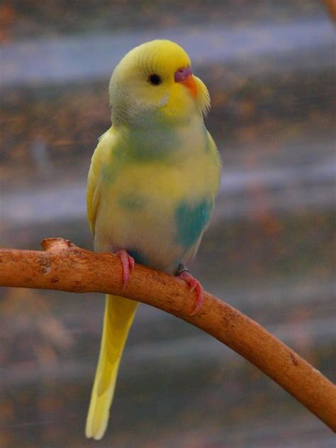 Amazingly Colour Budgie Parrot Pet Birds Cute Birds Budgies Bird