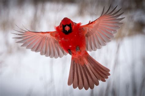 Northern Cardinal Beautiful Pictures