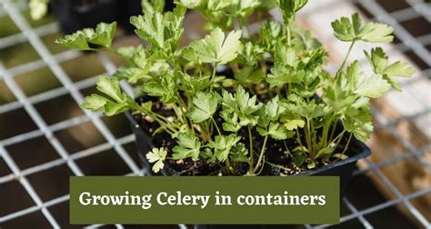 Everything About Growing Celery In Containers At Home Gardening With