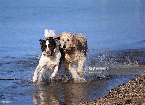Two Dogs A Golden Doodle And A Border Collie Mix Play In The Water
