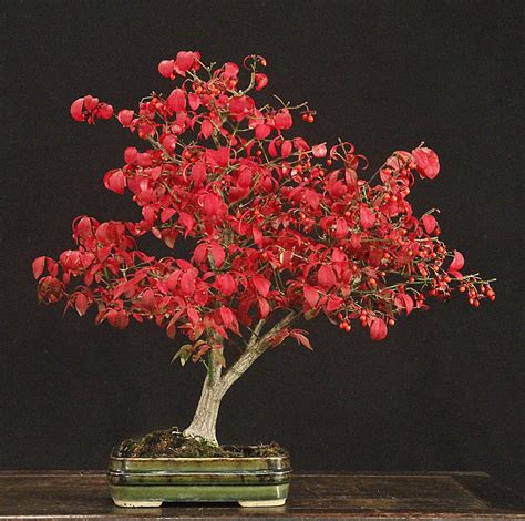 Burning bonsai you can do better to your customers, especially those as. Burning bush as bonsai - a vivid and beautiful red in ...