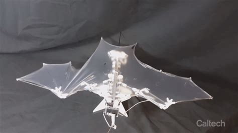 The Autonomous Bat Bot B2 Robot Mimics Natural Bat Flight With Ultra