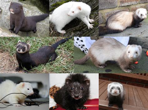 Here In This Article It Is A Piece Of Brief Information On Different Types Of Ferrets Like