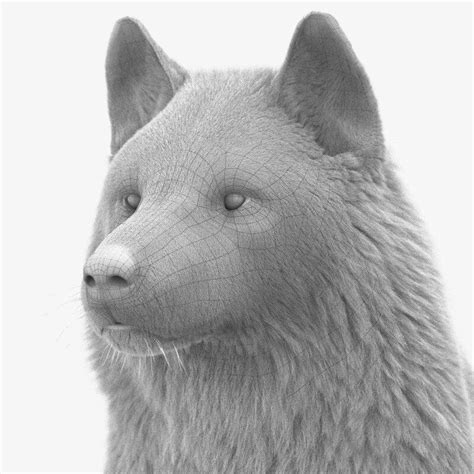 Artstation Wolf Portrait Different Angle Massimo Righi Wolf