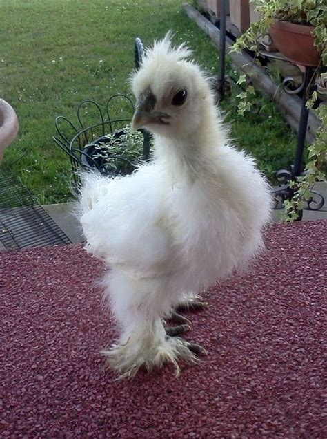 Silkie Sexing Bantam Chickens Silkie Chickens Silkie Rooster
