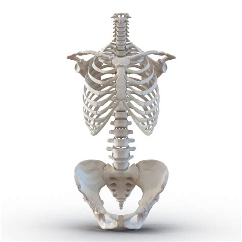 Female Skeleton Human Skull 3d Model Female Skeleton Human Skull