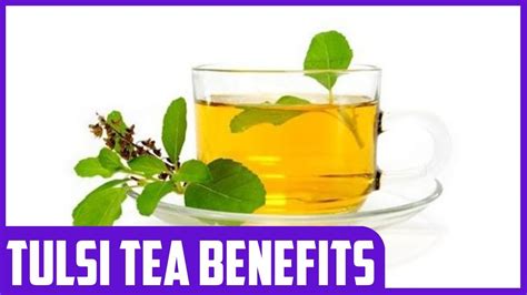 The Health Benefits Of Tulsi Tea Holy Basil Youtube