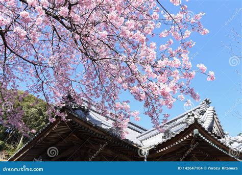 Fleurs De Cerisier Dans Le Temple Japonais Photo Stock Image Du Frais Temple