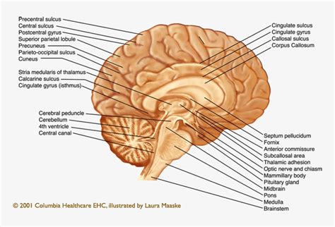 Sagittal View Of The Human Brain Labeled Sagittal Brain Transparent