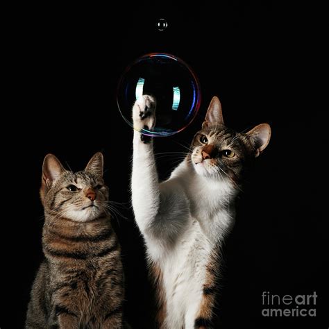 Studio Shot Of Two Cats Playing With Photograph By Akimasa Harada