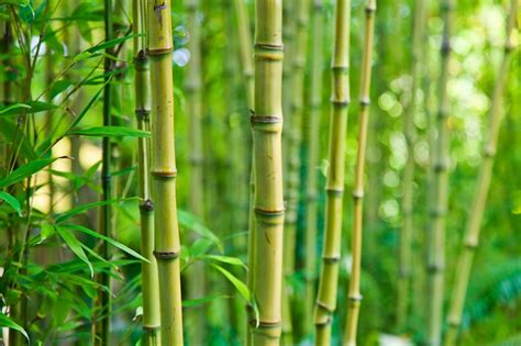 Buying Bamboo Plants Thriftyfun