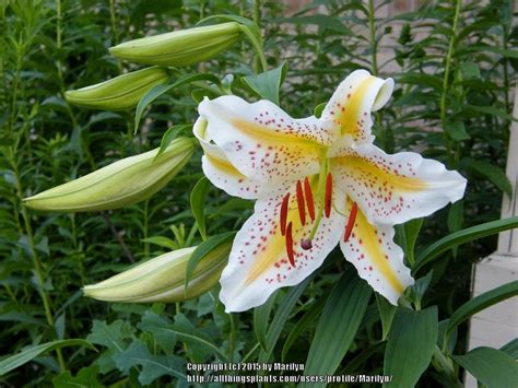 Photo Of The Bloom Of Lily Lilium Auratum Var Platyphyllum Posted By