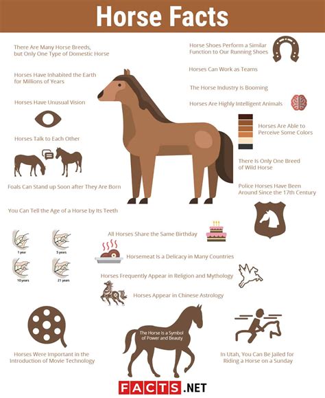 Top 20 Horse Facts History Breeds Habits And More