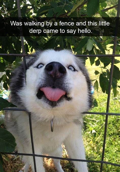 71 Of The Most Hilarious Posts About Huskies Ever Bored Panda