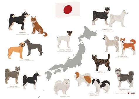 Akita Inu Guard Dog Tại Sao Chúng Là Giống Chó Bảo Vệ Tuyệt Vời Cho