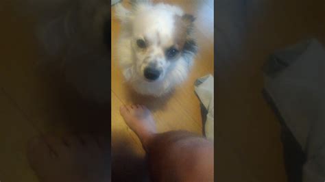 Cute Dog Scratching Youtube