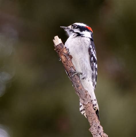 Downy Woodpecker Martin Granger Flickr