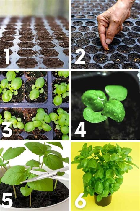 How To Grow Basil From Seed A Step By Step Guide Growfully
