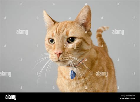 Ginger Long Haired Cat Hi Res Stock Photography And Images Alamy